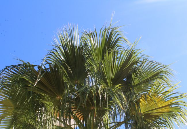 Appartement in Manilva - Terrazas de Guadalupe 2056 Penthouse with seaviews Appartement in Manilva - Terrazas de Guadalupe 2056 Penthouse with seaviews